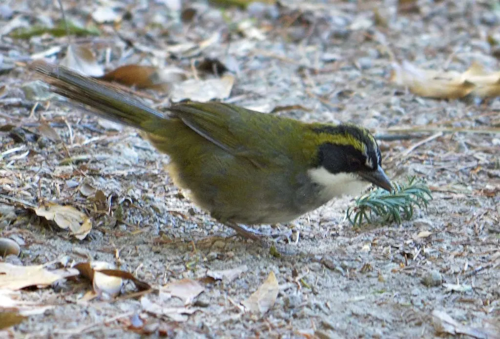 绿纹薮雀(Arremon virenticeps)