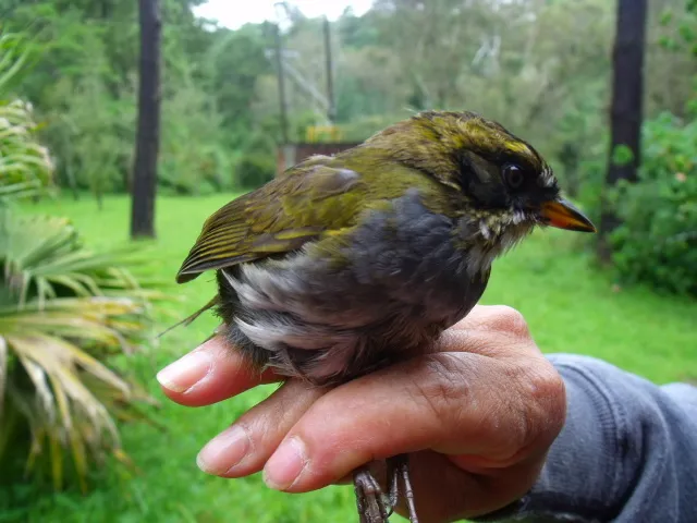 绿纹薮雀(Arremon virenticeps)