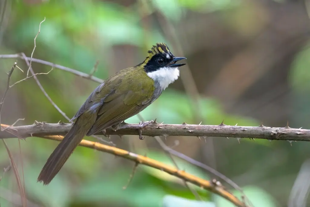 绿纹薮雀(Arremon virenticeps)