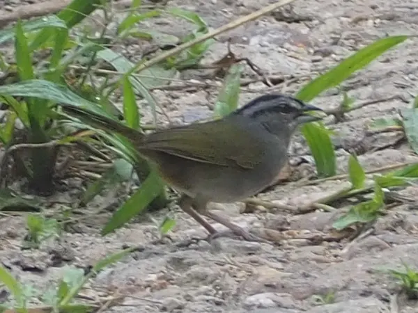 绿背纹头雀(Arremonops chloronotus)