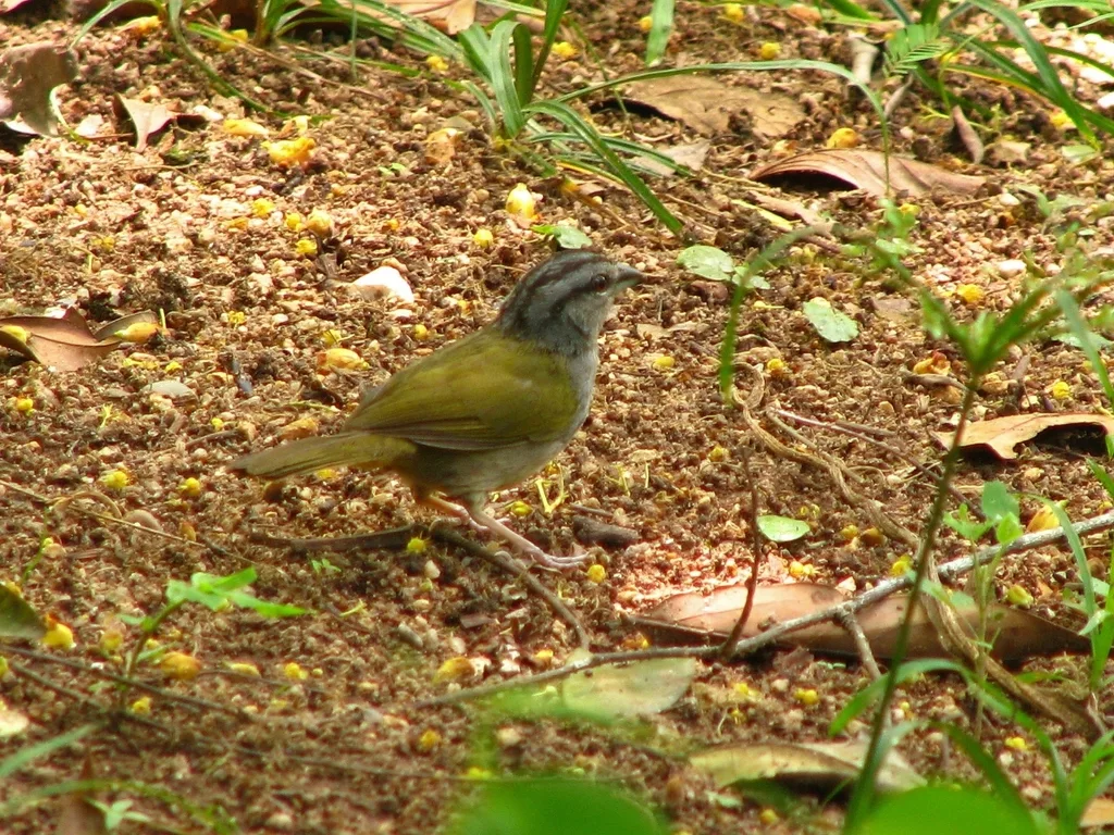 绿背纹头雀(Arremonops chloronotus)