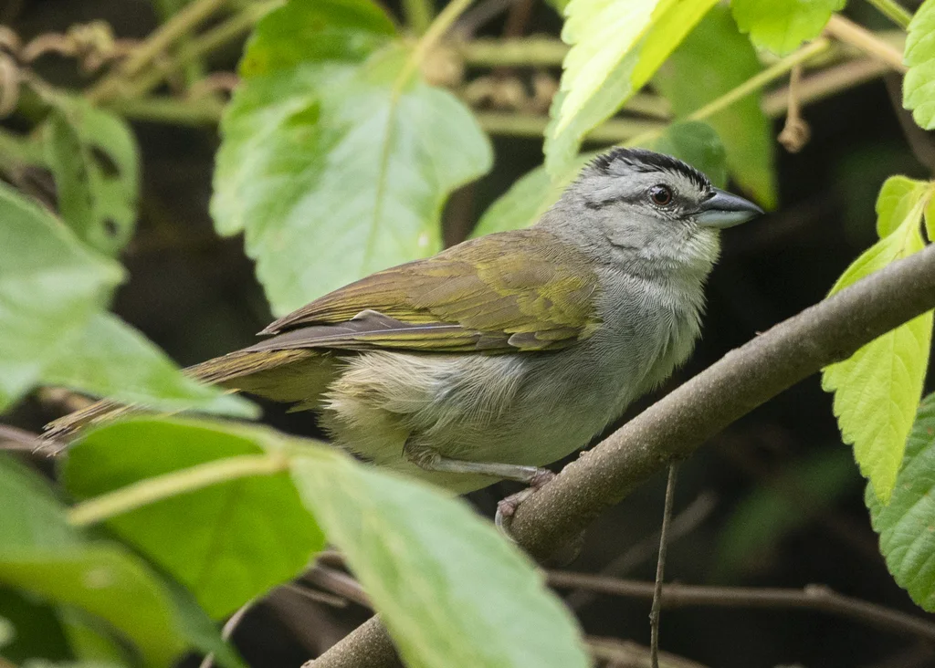 大黑纹头雀(Arremonops conirostris)