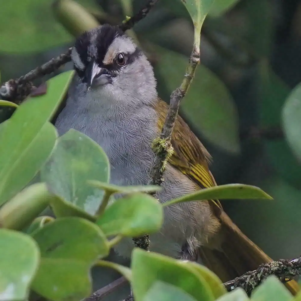 大黑纹头雀(Arremonops conirostris)