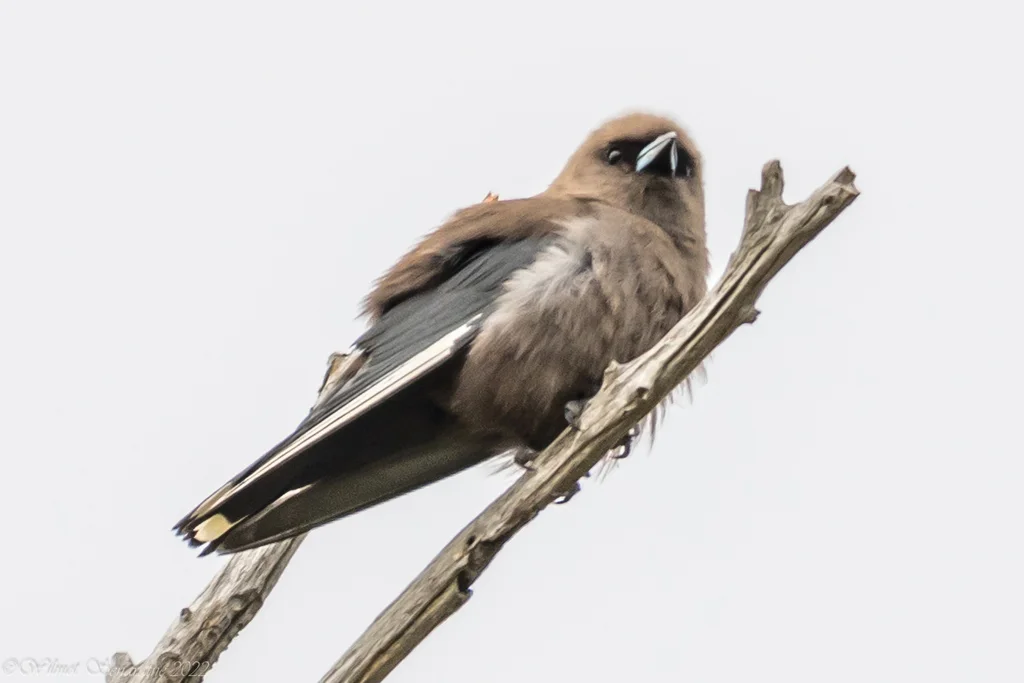 暗燕鵙(Artamus cyanopterus)