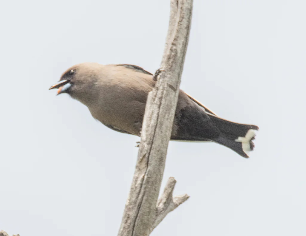 暗燕鵙(Artamus cyanopterus)