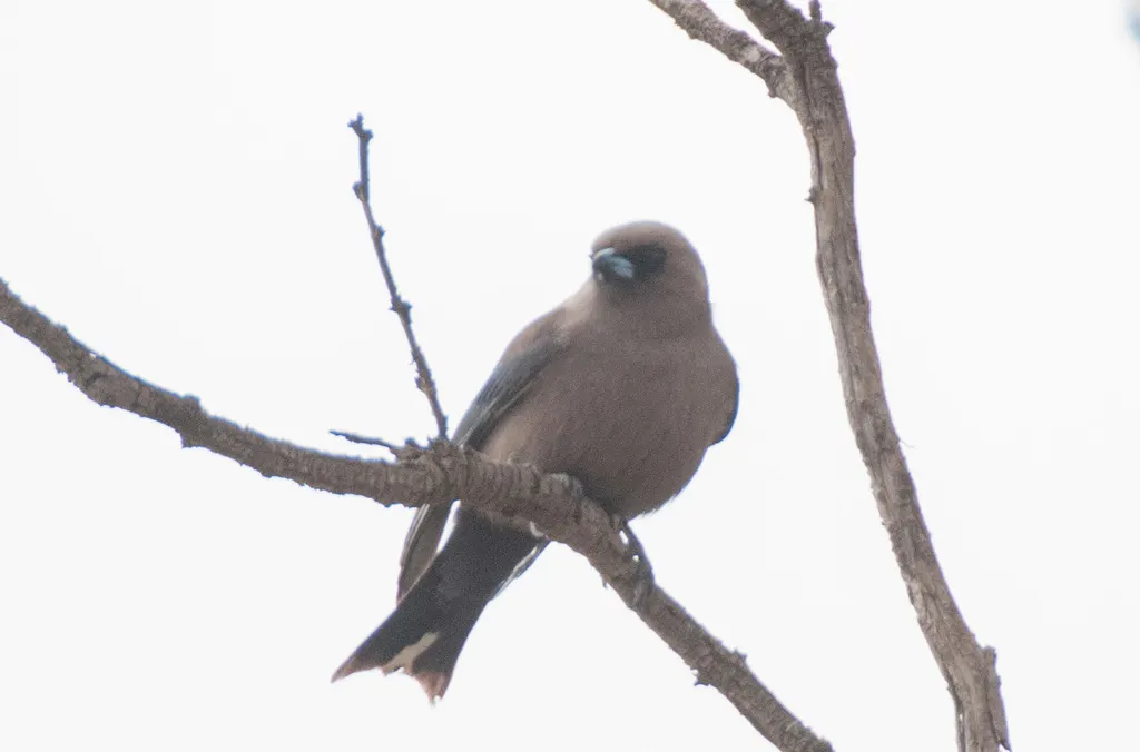 暗燕鵙(Artamus cyanopterus)