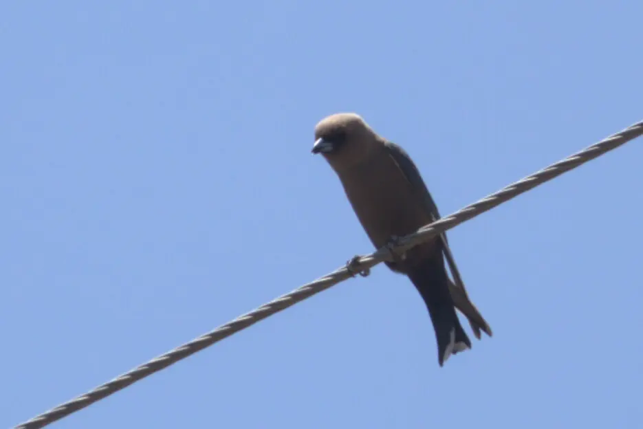 暗燕鵙(Artamus cyanopterus)