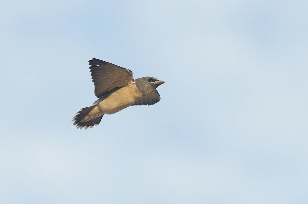灰燕鵙(Artamus fuscus)