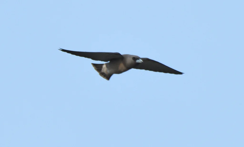 灰燕鵙(Artamus fuscus)