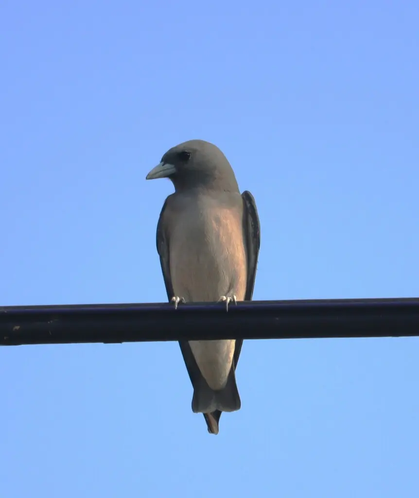 灰燕鵙(Artamus fuscus)