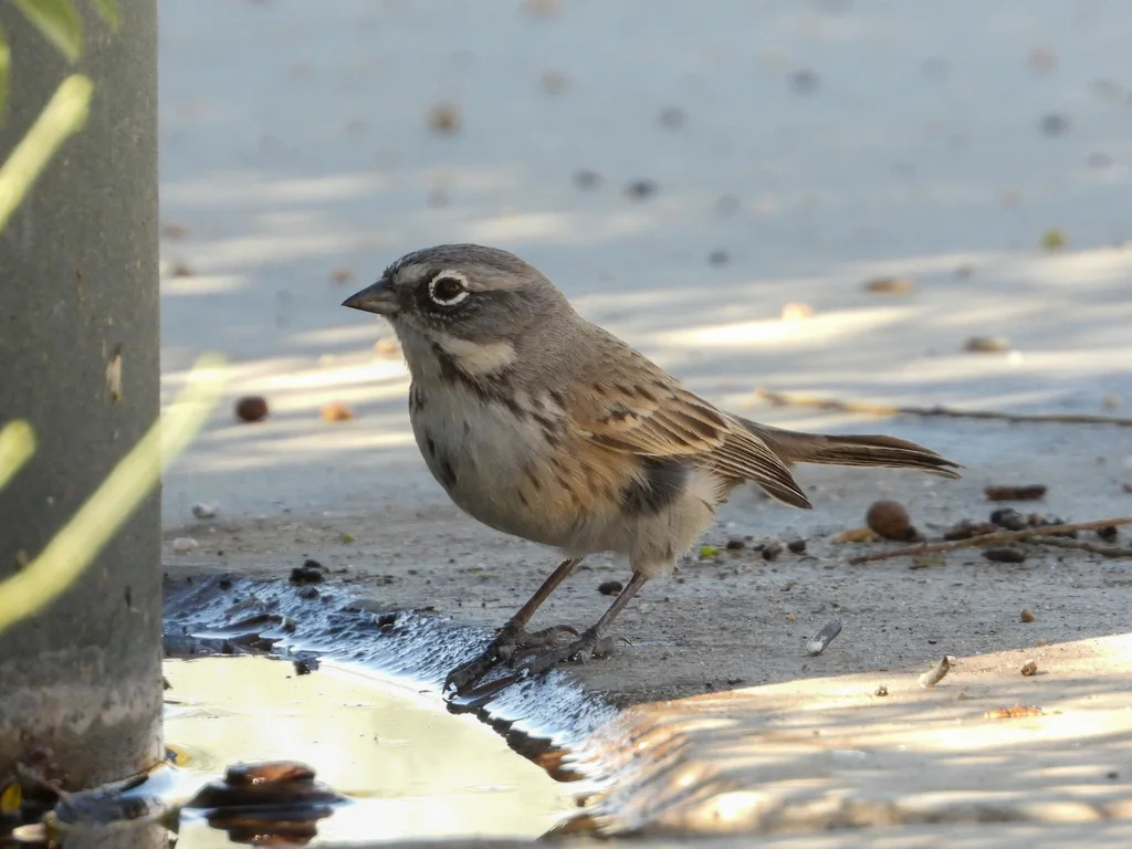 贝氏漠鹀（Artemisiospiza belli）