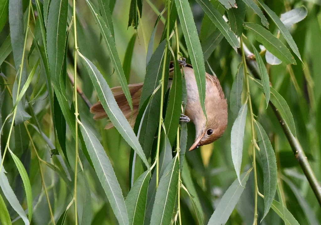 厚嘴苇莺(Arundinax aedon)
