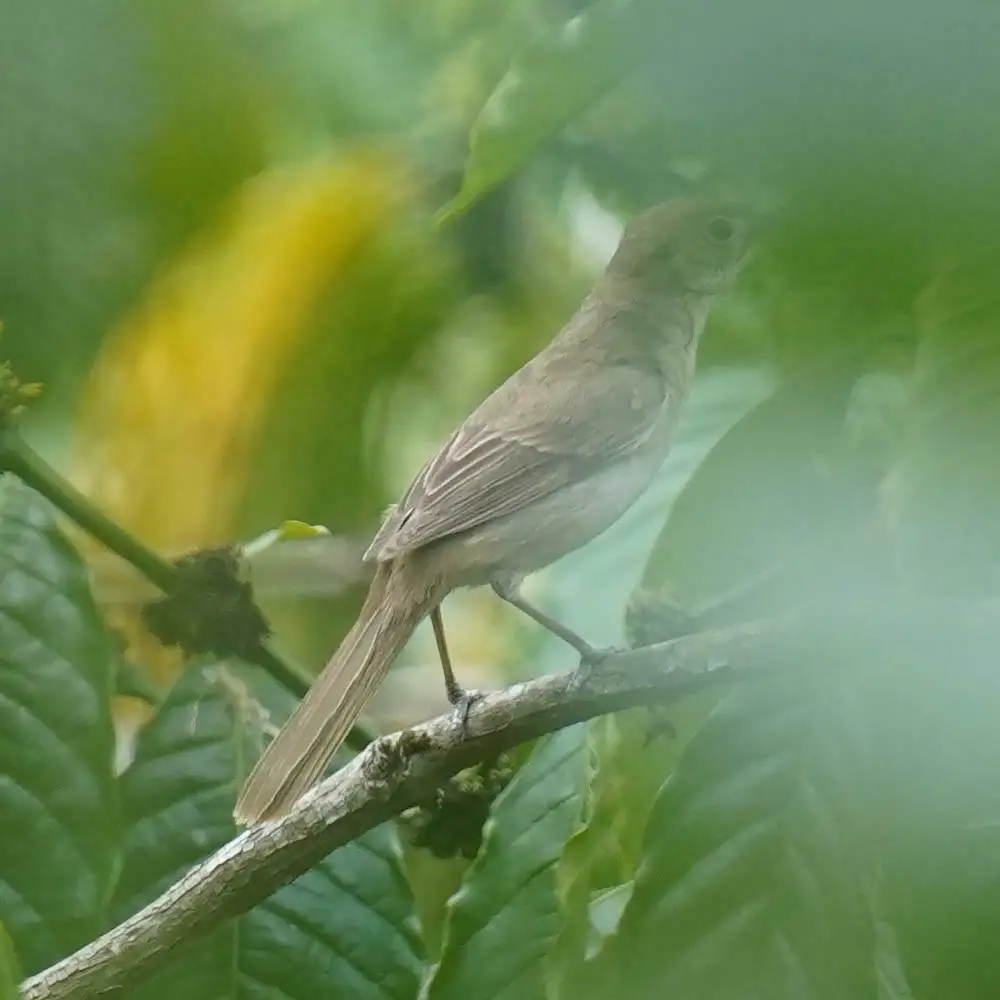 厚嘴苇莺(Arundinax aedon)