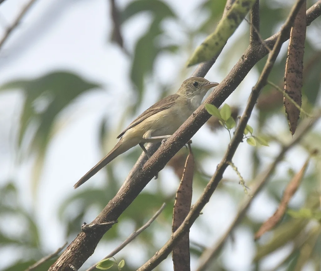 厚嘴苇莺(Arundinax aedon)