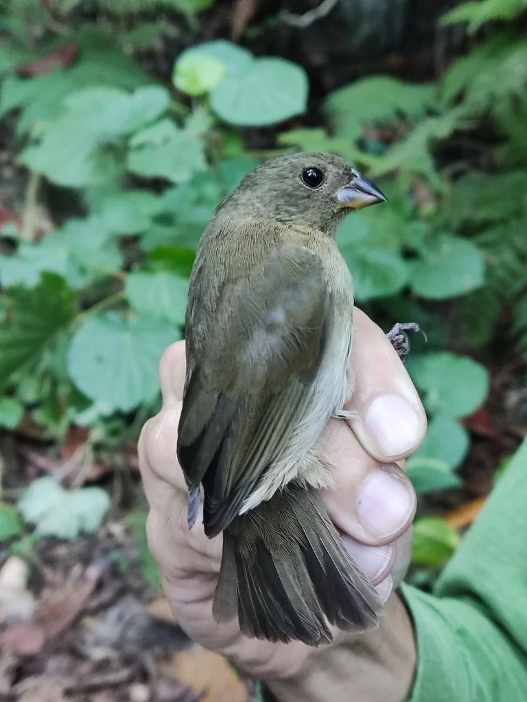 乌草雀（Asemospiza fuliginosa）