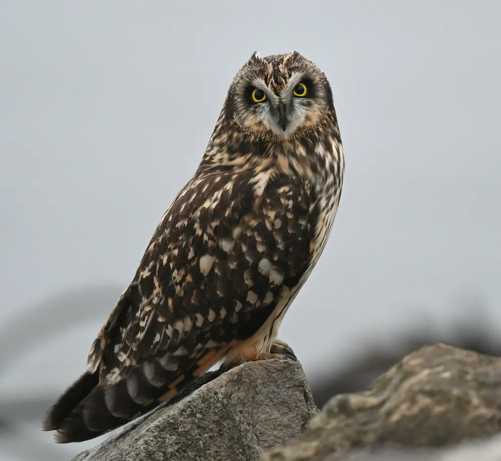 短耳鸮(Asio flammeus)