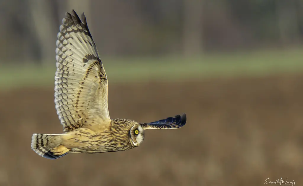 短耳鸮(Asio flammeus)