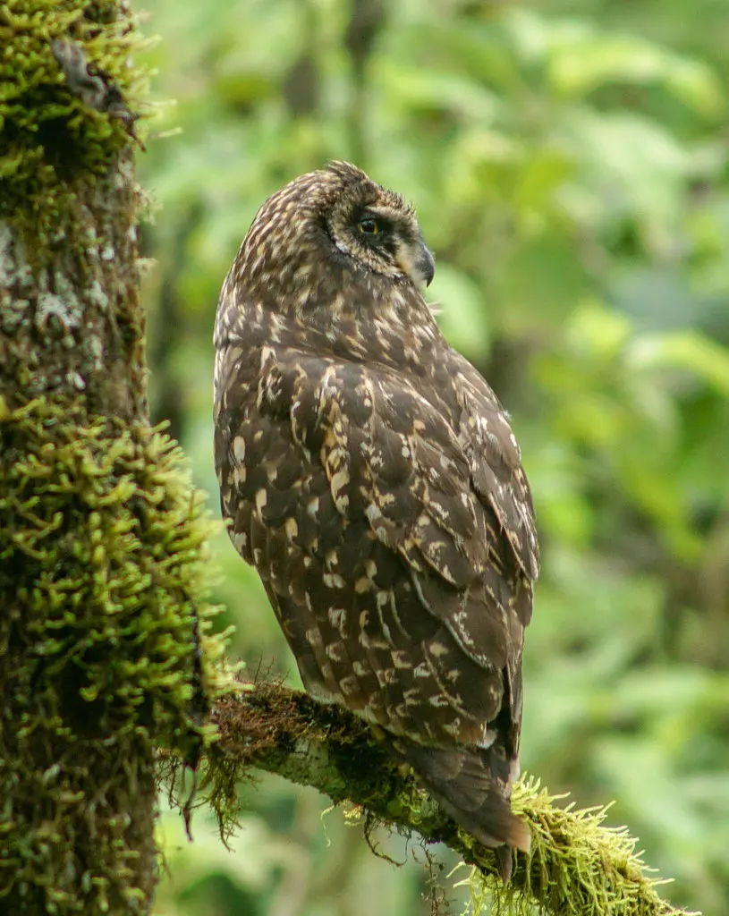短耳鸮(Asio flammeus)