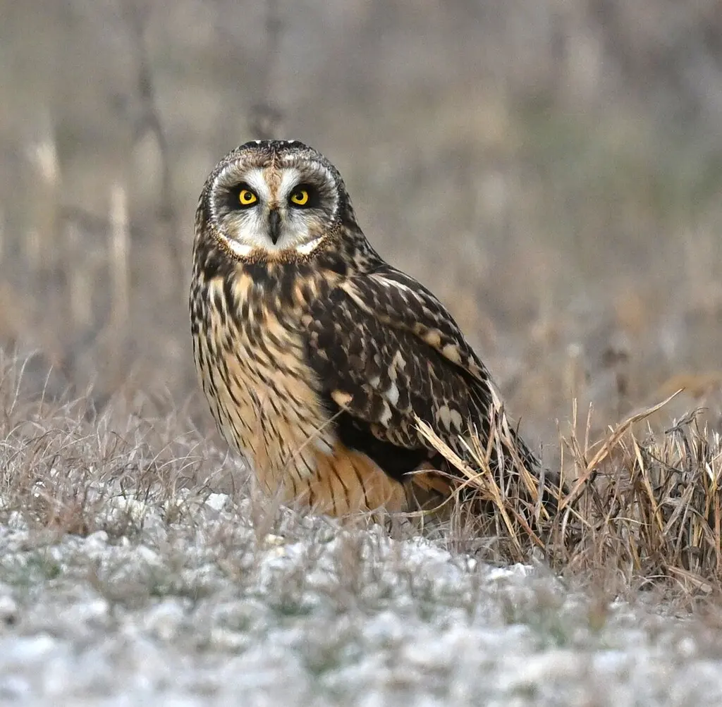 短耳鸮(Asio flammeus)
