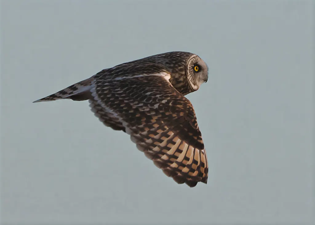 短耳鸮(Asio flammeus)