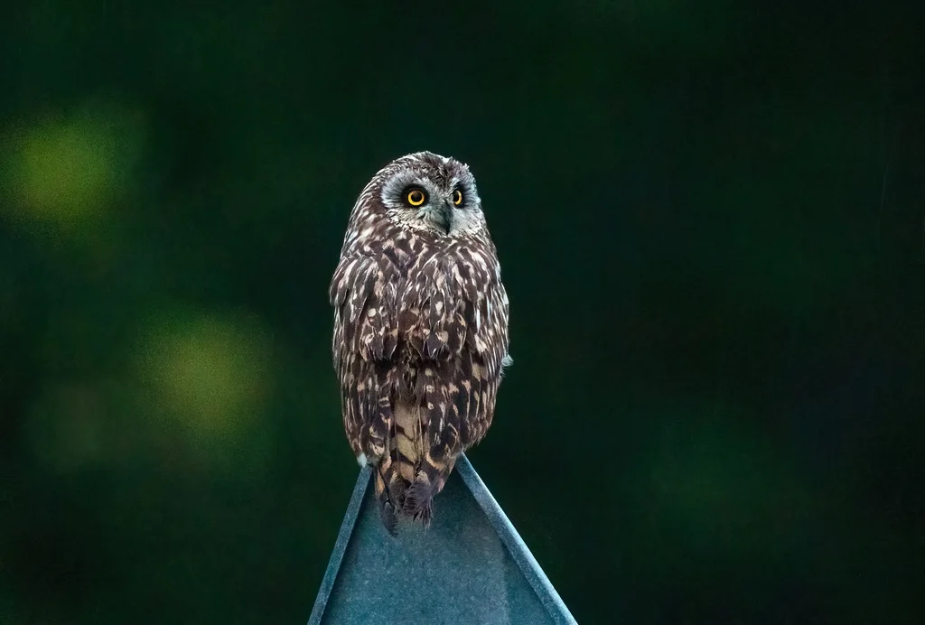 短耳鸮(Asio flammeus)