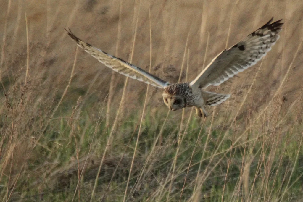 短耳鸮(Asio flammeus)