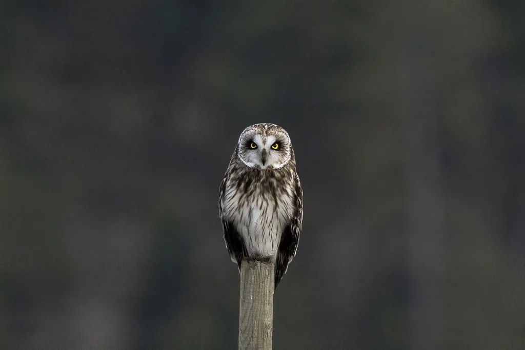 短耳鸮(Asio flammeus)