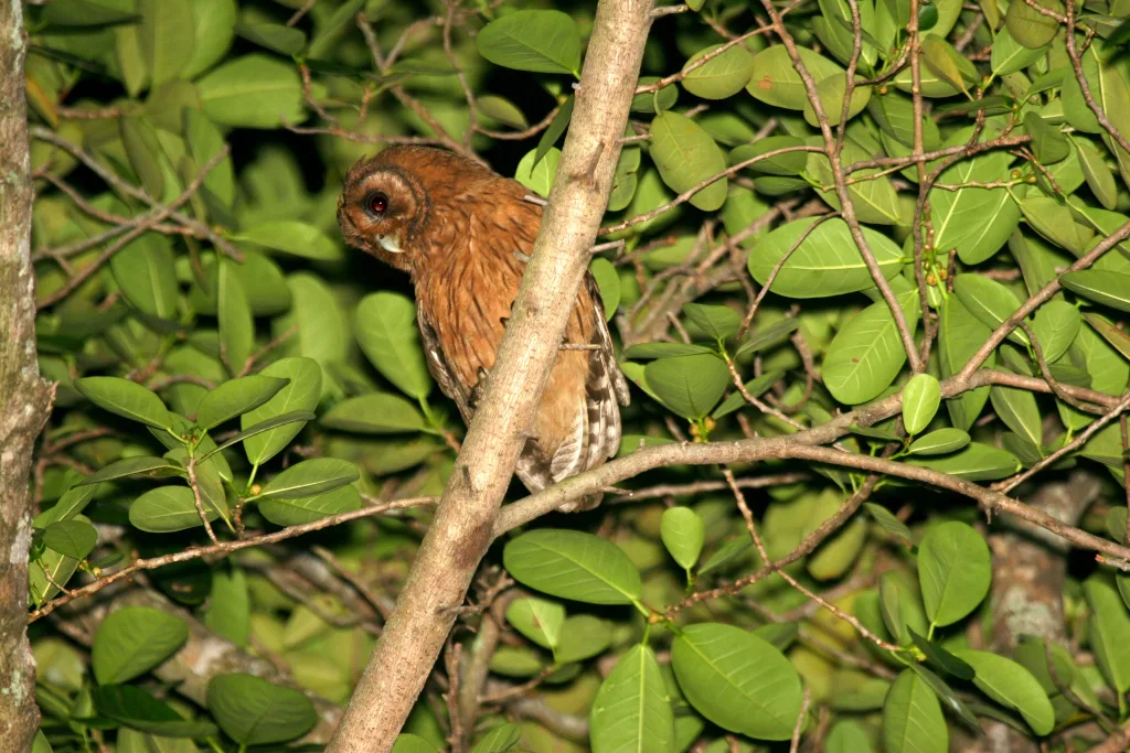 牙买加鸮(Asio grammicus)