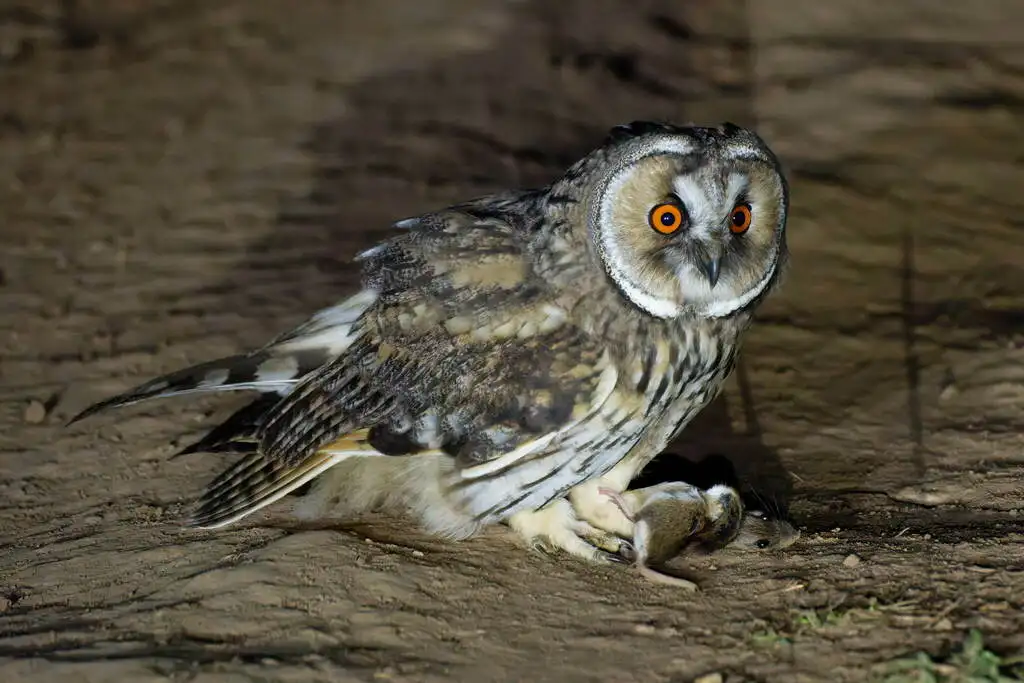 长耳鸮(Asio otus)
