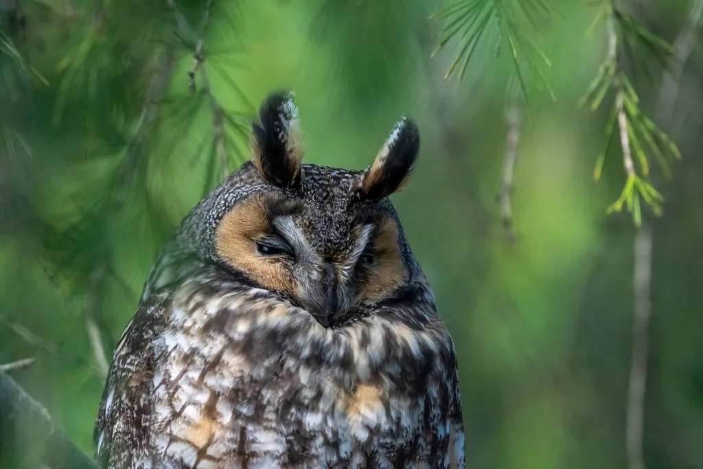 长耳鸮(Asio otus)