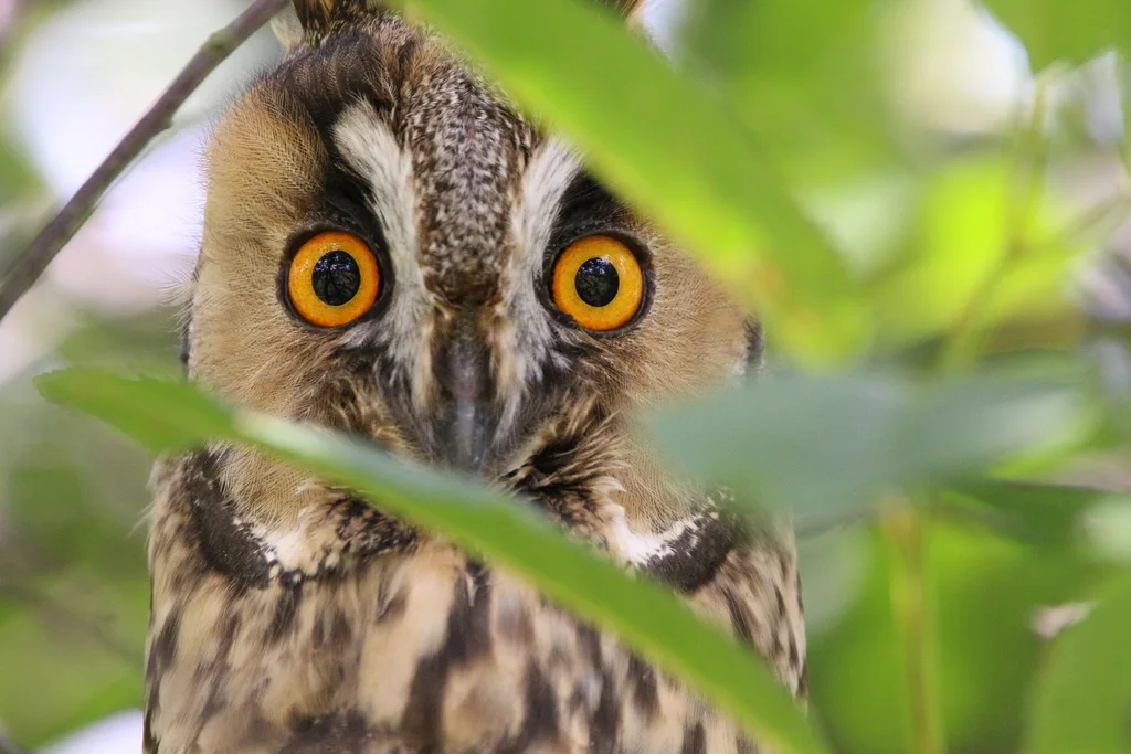 长耳鸮(Asio otus)