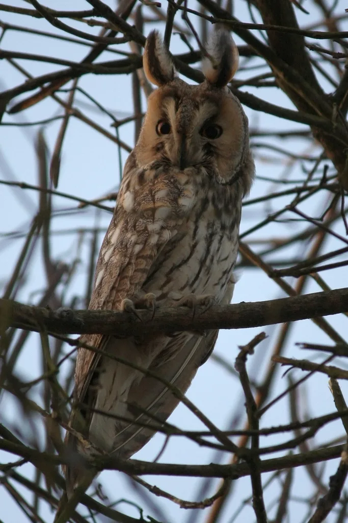 长耳鸮(Asio otus)