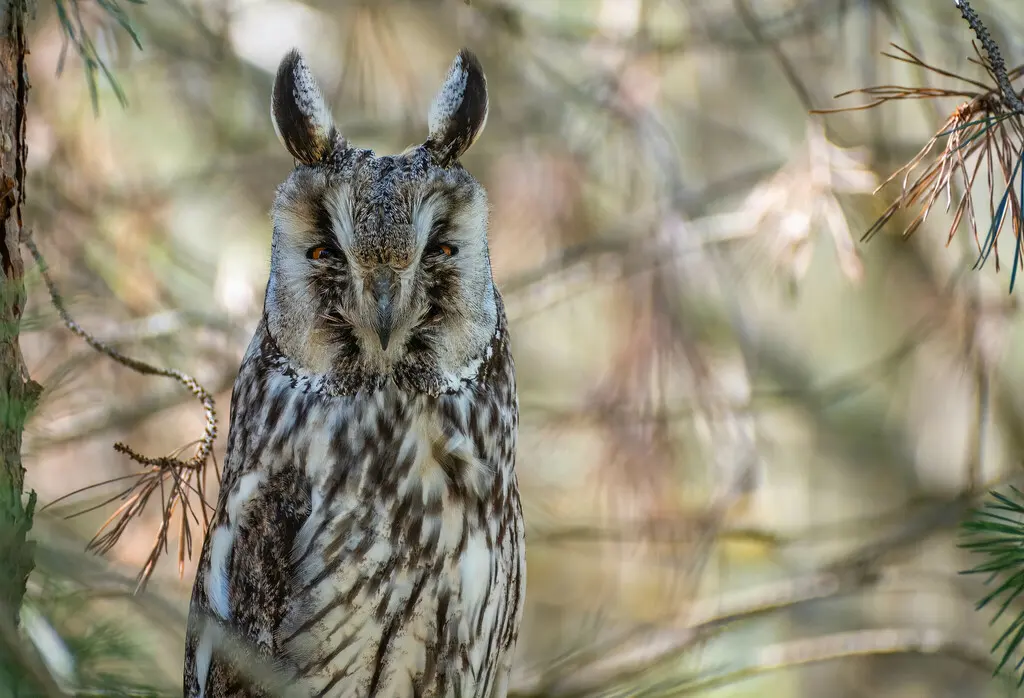 长耳鸮(Asio otus)