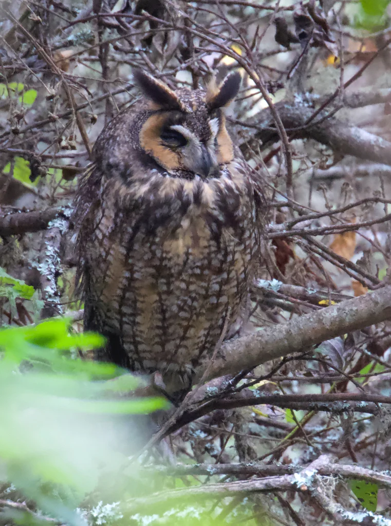 长耳鸮(Asio otus)