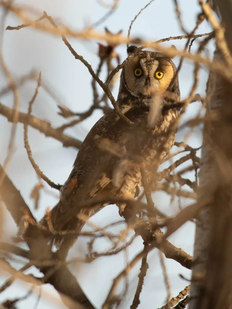 长耳鸮(Asio otus)