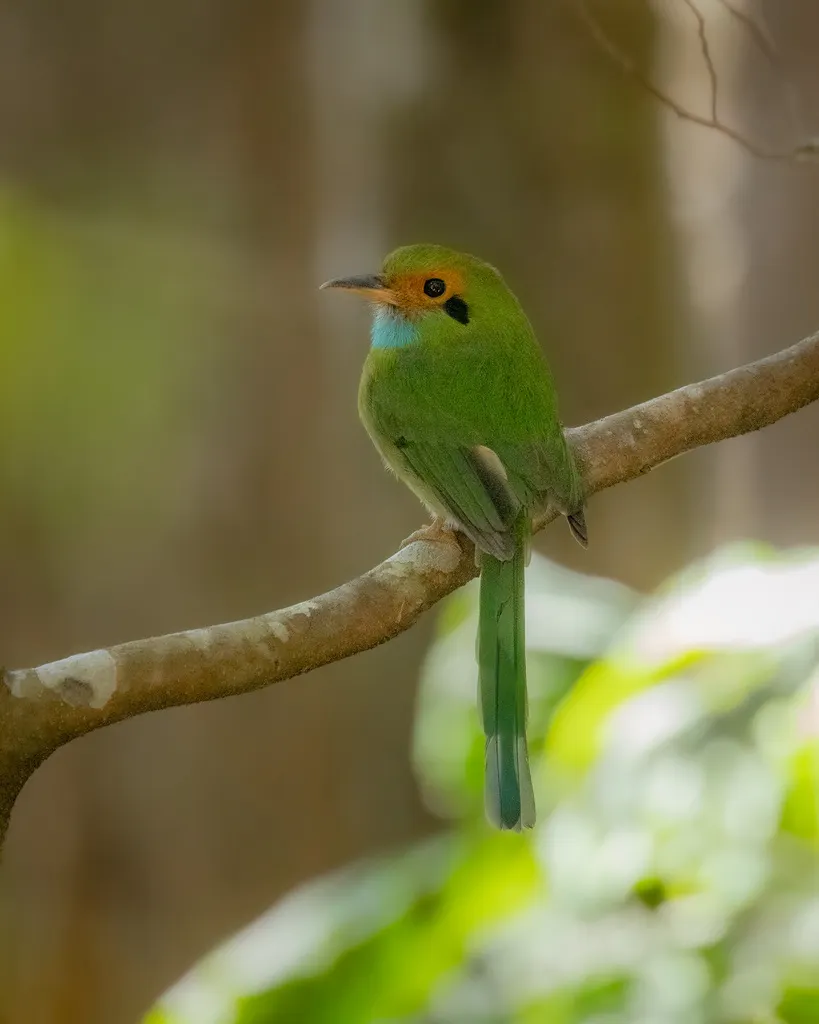 蓝喉翠鴗(Aspatha gularis)