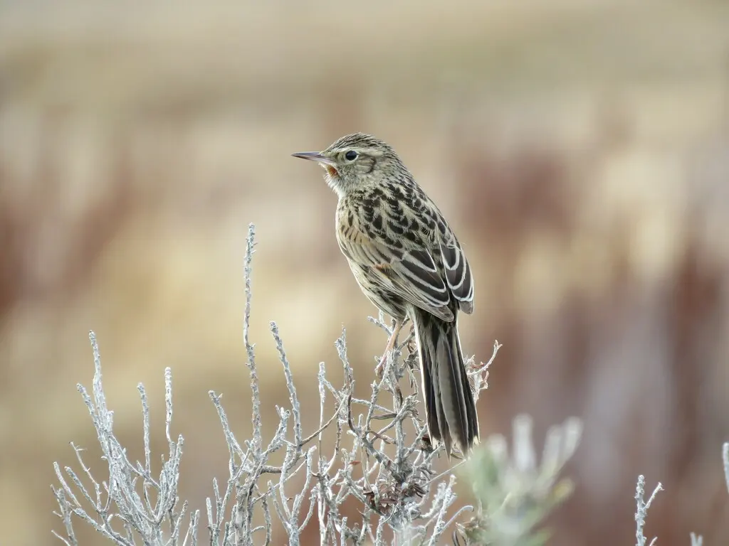 安第斯卡纳灶鸟(Asthenes anthoides)