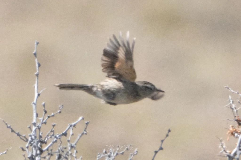 安第斯卡纳灶鸟(Asthenes anthoides)