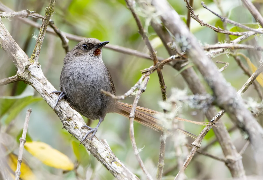 栗喉棘尾雀(Asthenes ayacuchensis)