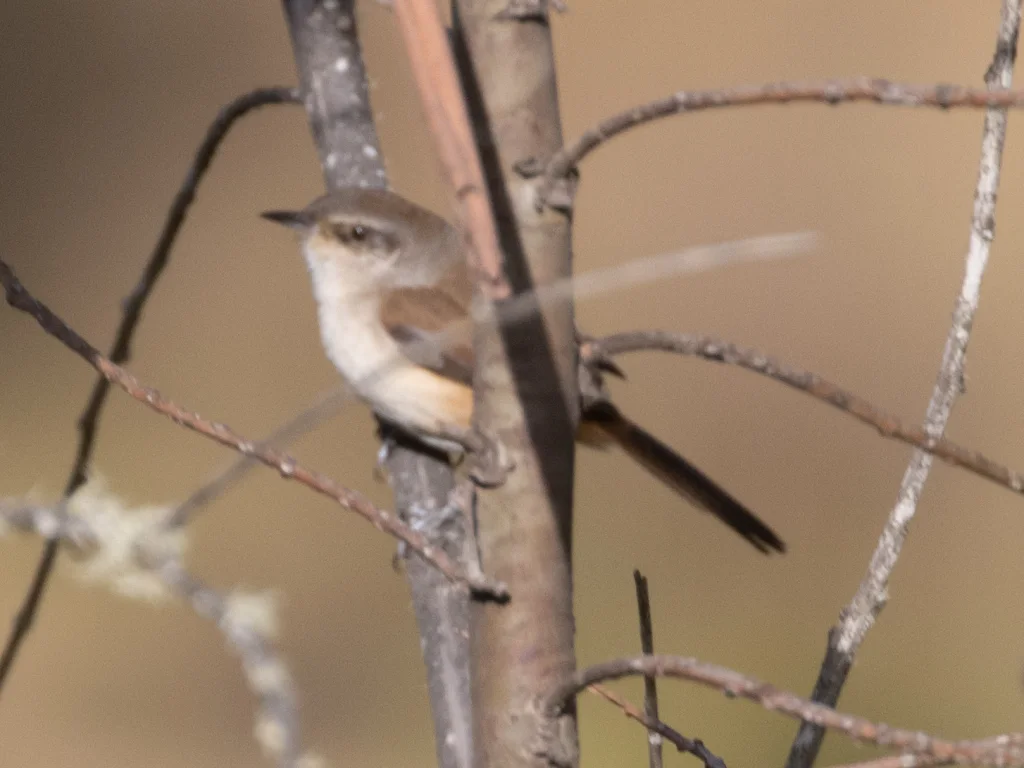 波氏卡纳灶鸟(Asthenes berlepschi)