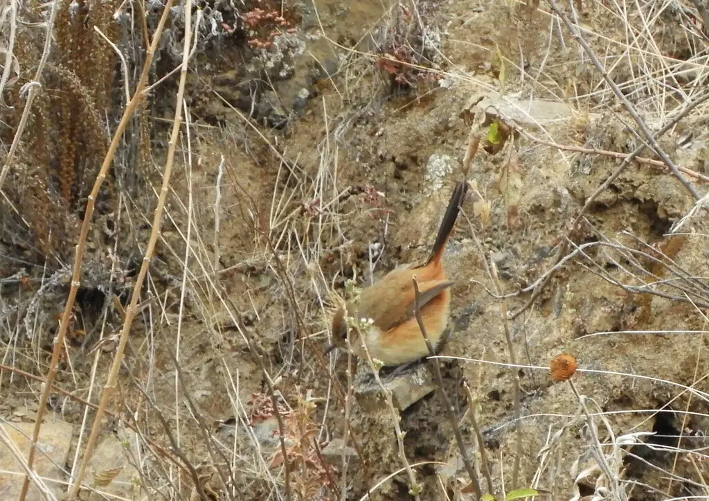 白胸卡纳灶鸟(Asthenes dorbignyi)