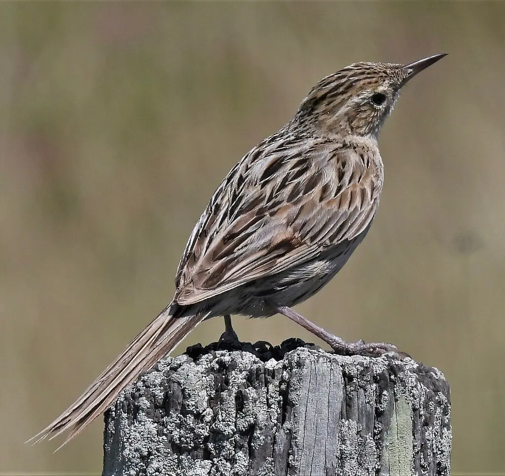 赫氏卡纳灶鸟(Asthenes hudsoni)