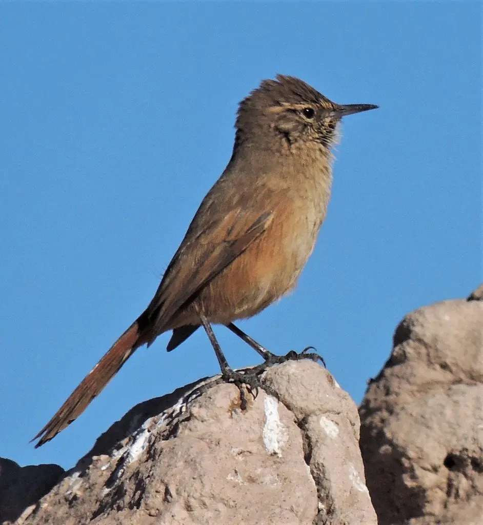 高山卡纳灶鸟(Asthenes modesta)