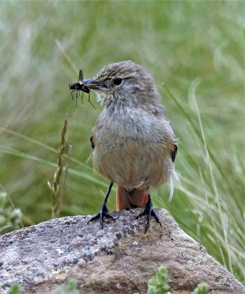 高山卡纳灶鸟(Asthenes modesta)