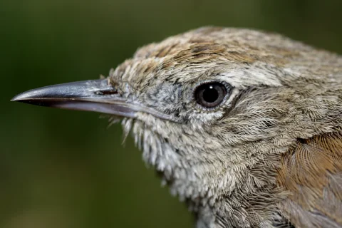秘鲁棘尾雀