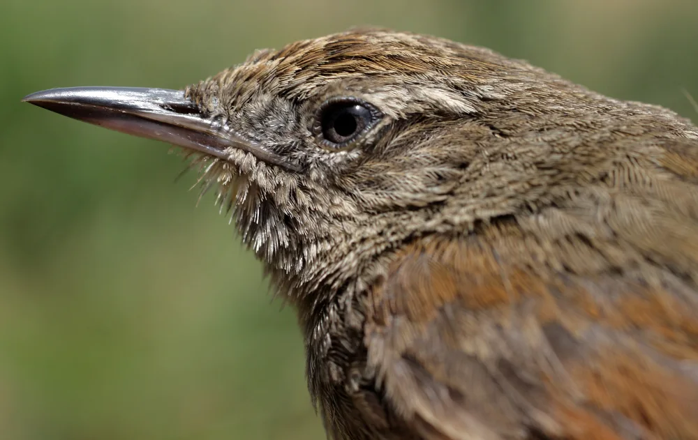 秘鲁棘尾雀(Asthenes perijana)