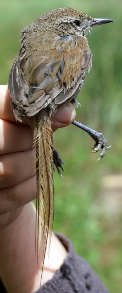 秘鲁棘尾雀(Asthenes perijana)