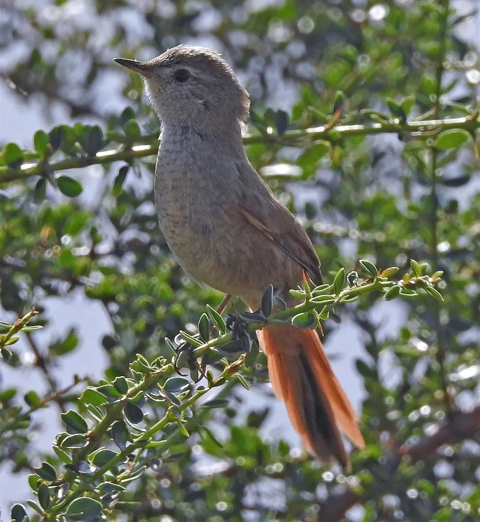 小卡纳灶鸟(Asthenes pyrrholeuca)