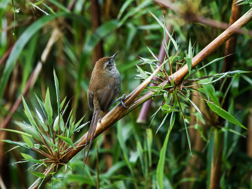 高山棘尾雀(Asthenes helleri)