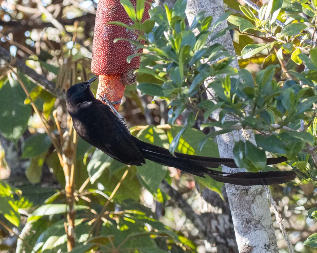 公主长尾风鸟（Astrapia stephaniae）